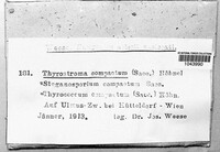 Thyrostroma compactum image